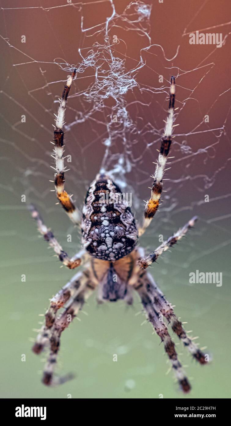 Araneus diadematus è comunemente chiamato il tessitore coronato di Orb, giardino europeo, diadem, orangie, zucca o ragno di croce - Choczewo, Pomerania, Polonia Foto Stock