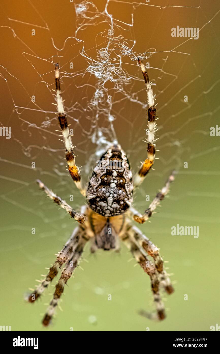 Araneus diadematus è comunemente chiamato il tessitore coronato di Orb, giardino europeo, diadem, orangie, zucca o ragno di croce - Choczewo, Pomerania, Polonia Foto Stock