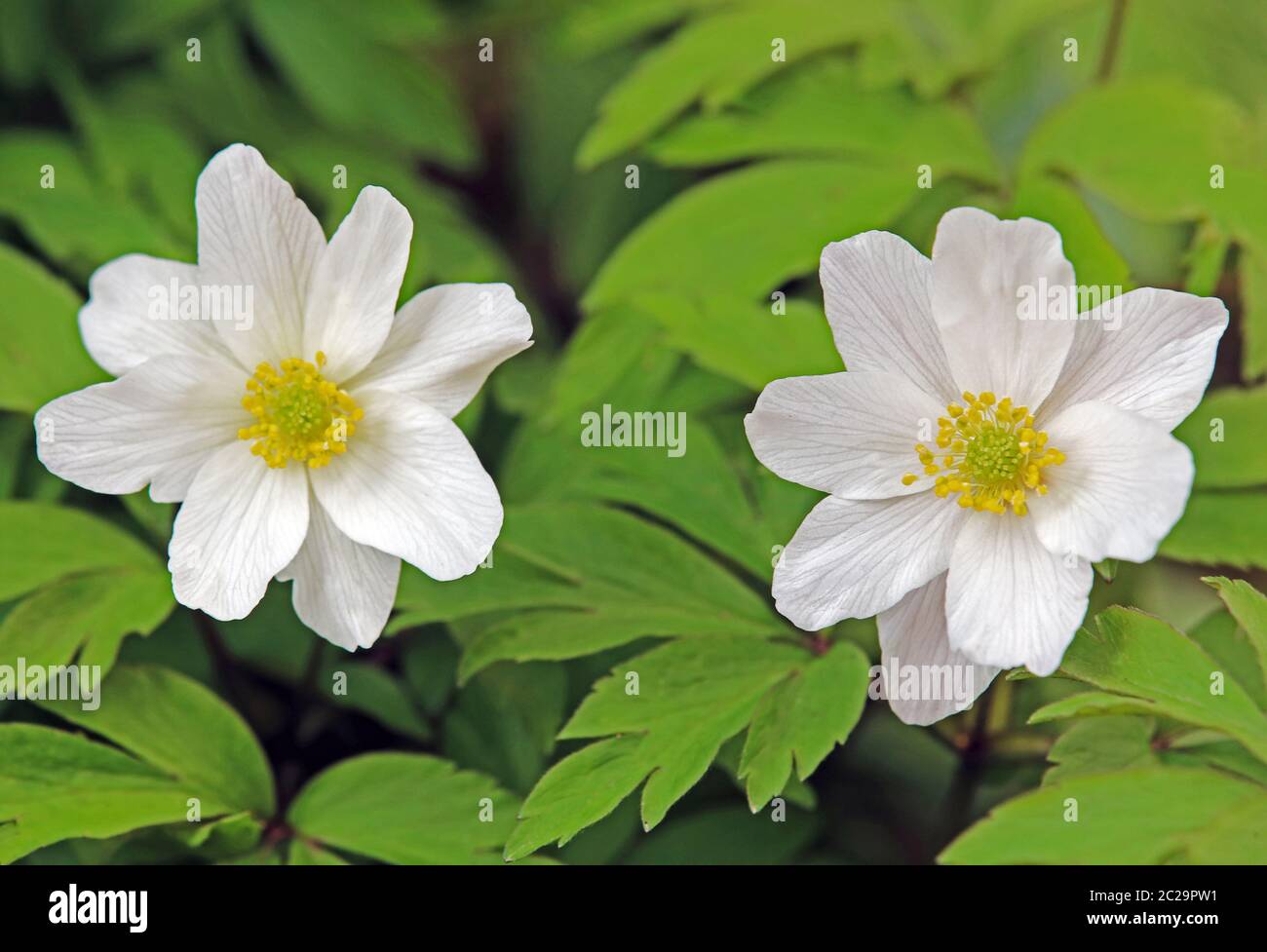 Fiori dal bushwind anemone nemorosa in primo piano Foto Stock