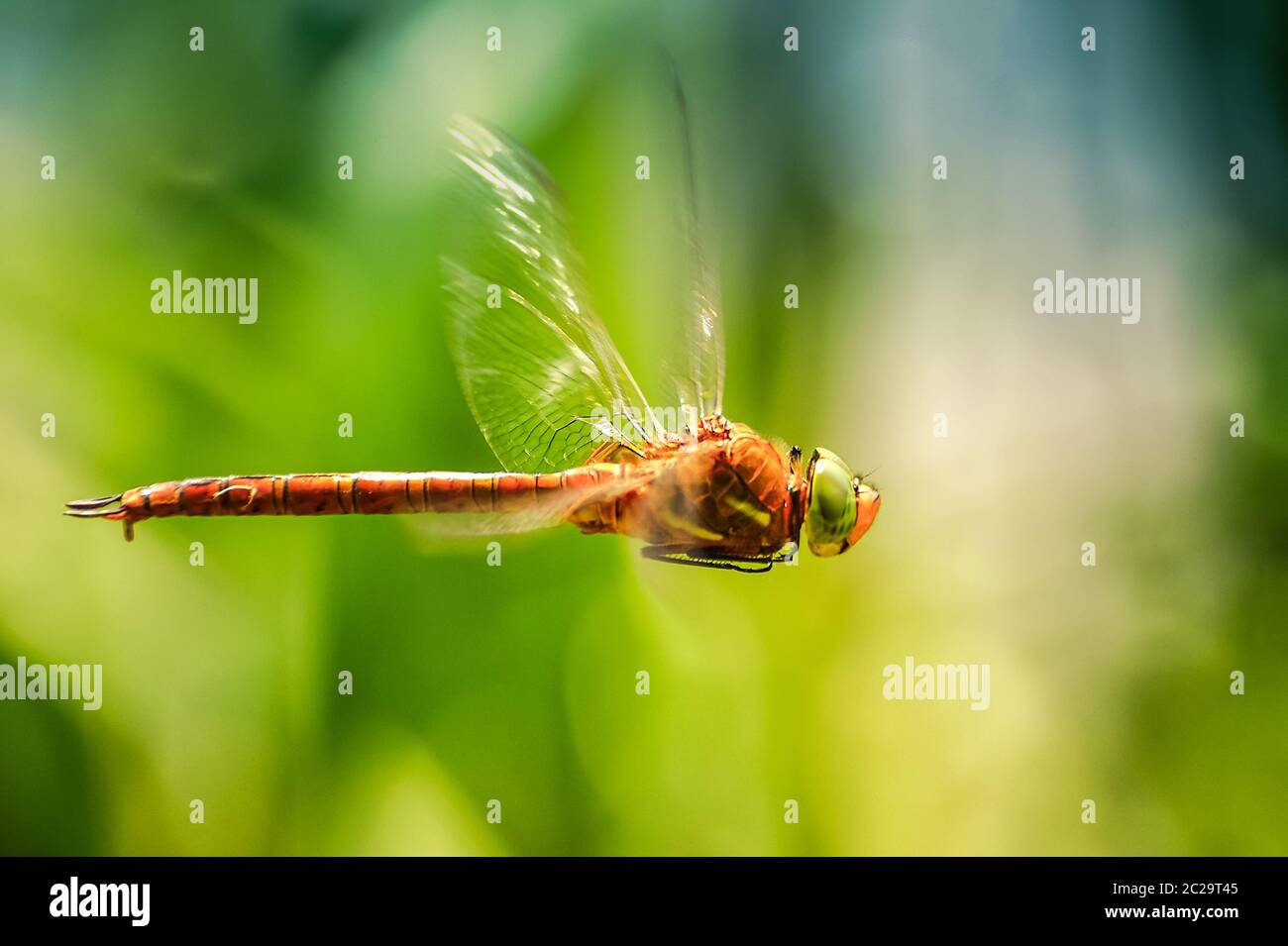 Dragonfly close-up in volo Foto Stock