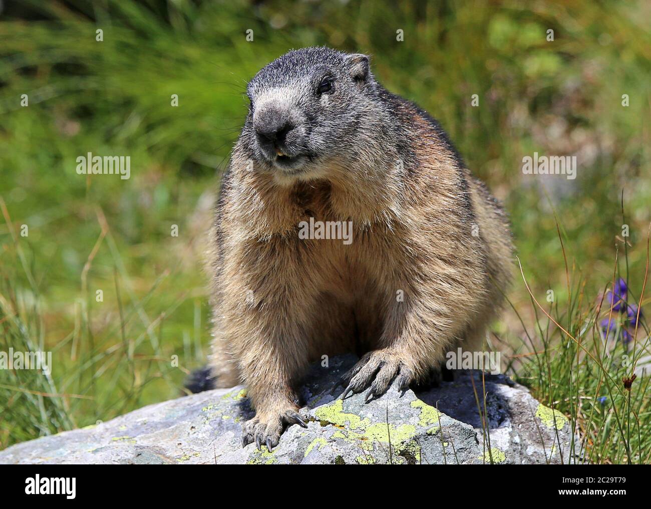Marmotta alpina marmota frontale Foto Stock