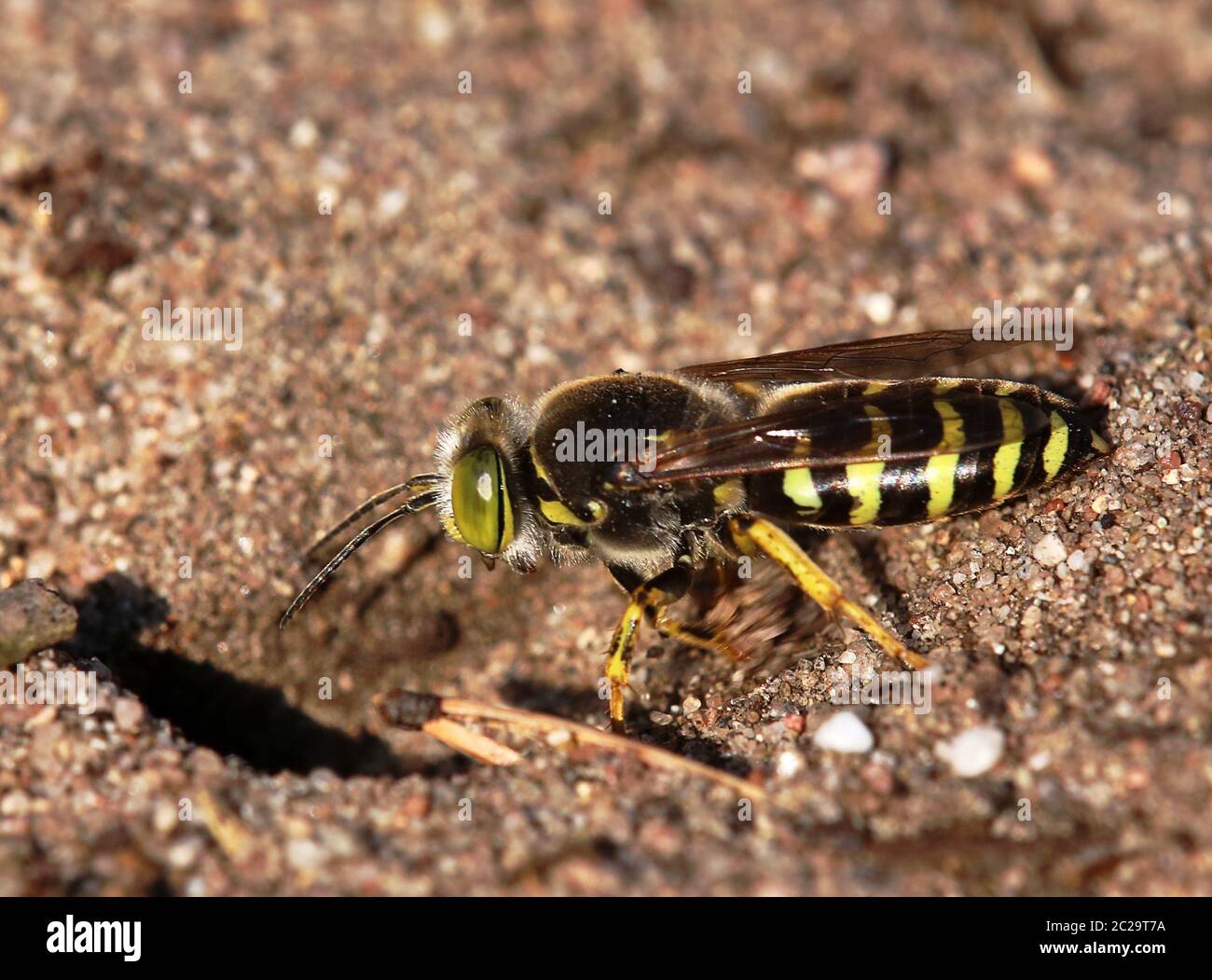 Macro grande gyro wasp Bembix rostrata dalla duna interna di Sandhausen Pflege SchÃ¶nau Foto Stock
