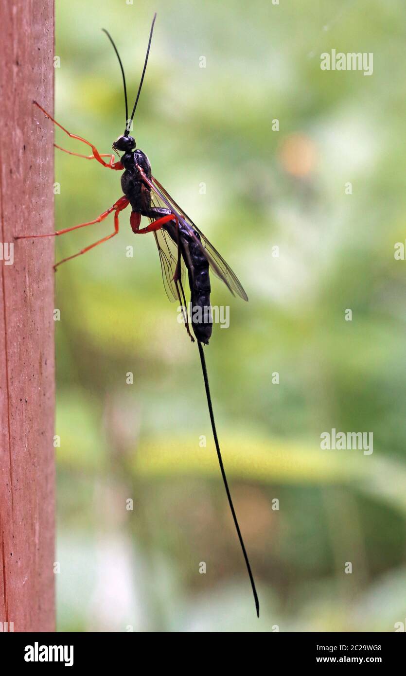 Macro Giant berlina wasp Dolichomitus su palo di legno Foto Stock