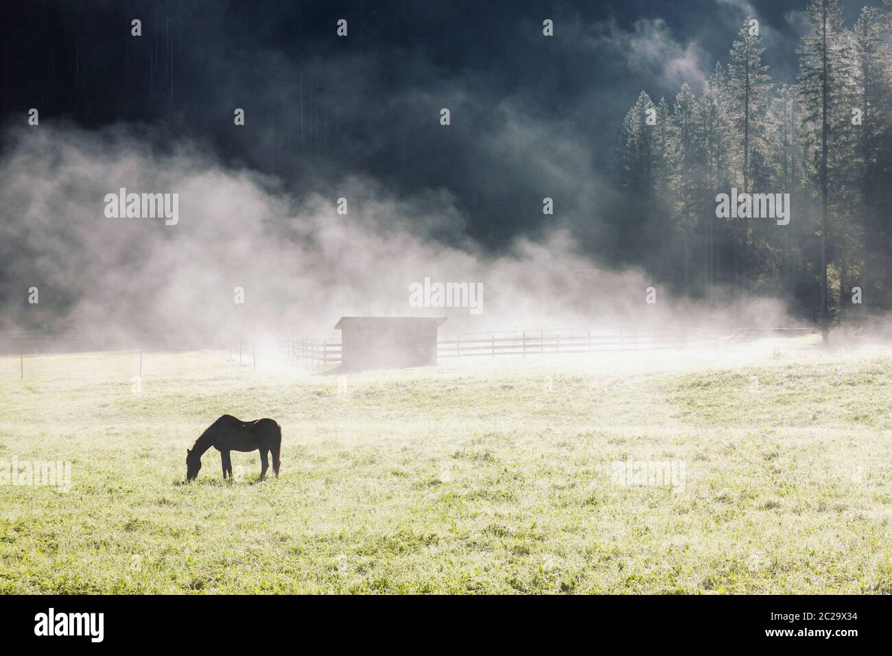 La mattina presto il paesaggio con le sole silhouette di cavallo nella nebbia, pascolo su green farm field. Cavalli domestici animali sui pascoli a cavallo ranch Foto Stock