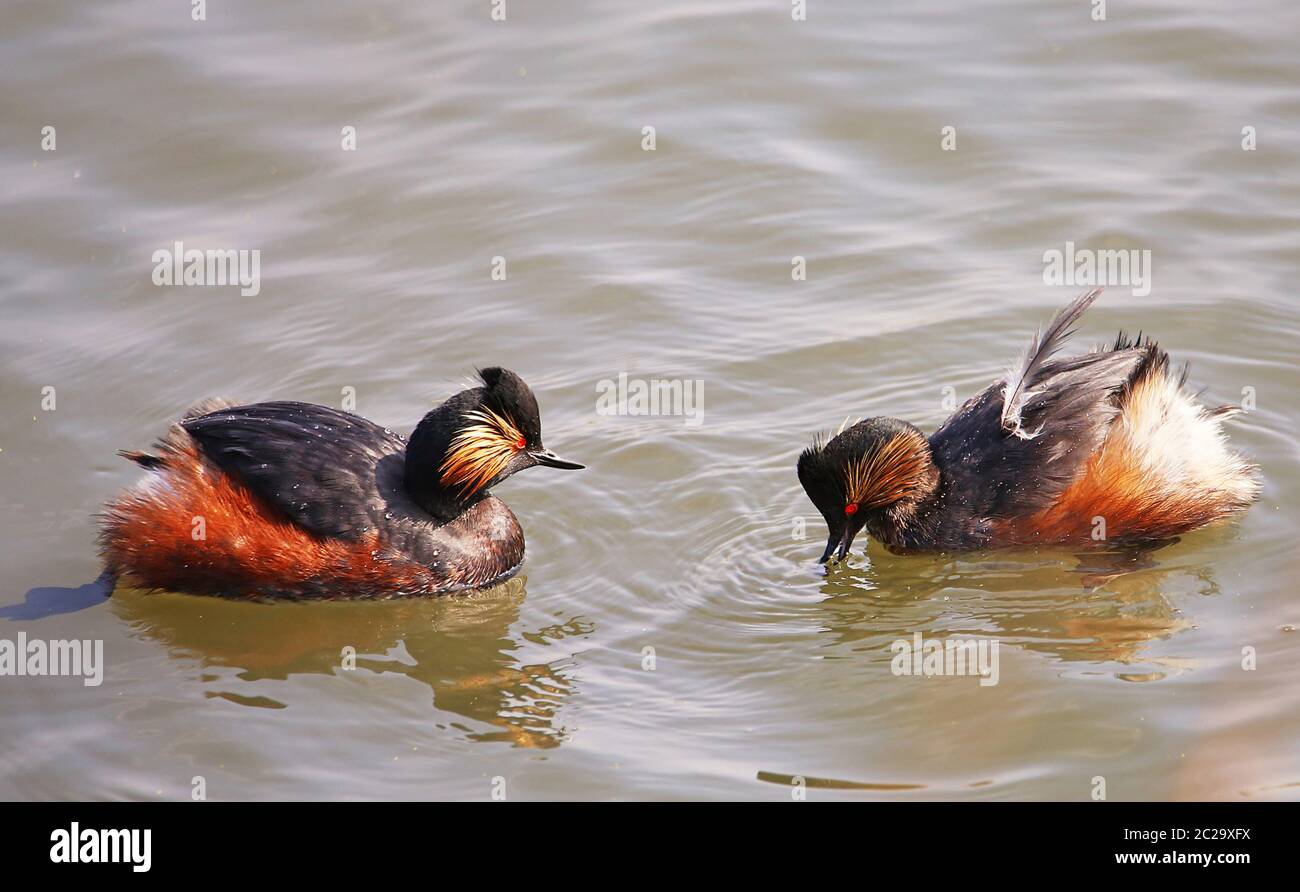 Due nigricollis di grein Podiceps dal collo nero in un abito splendente Foto Stock