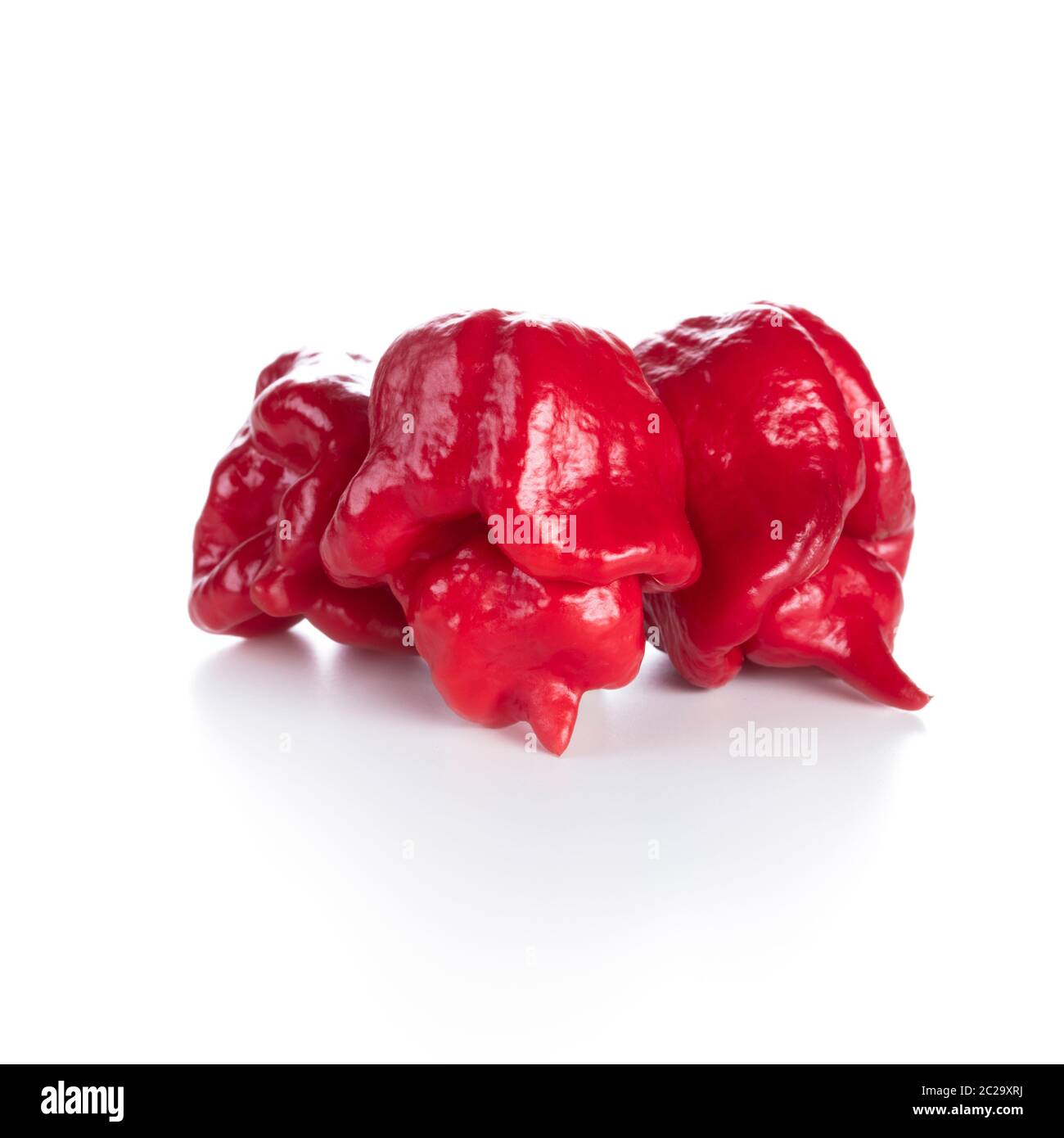 Carolina Reaper pepe isolato su uno sfondo bianco Foto Stock