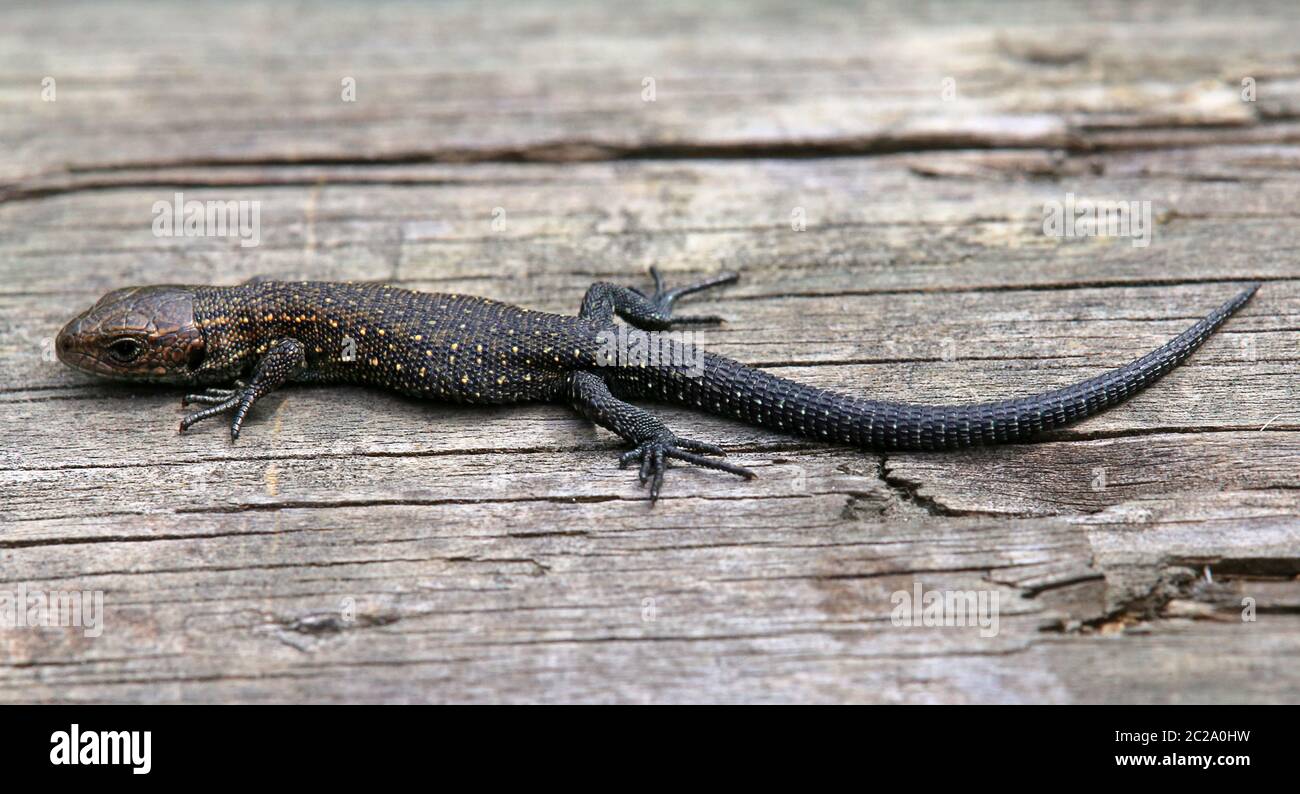 Black Moore lucertola o Bergeidechse Zootoca vivifare dal Wasenmoos vicino Mittersill Foto Stock