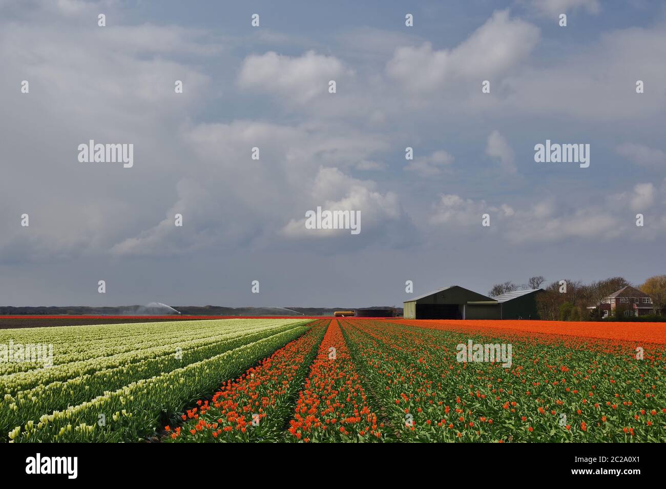 Campi di tulipani vicino a Julianadorp, Distretto Den Helder, Provincia Nord Olanda, Paesi Bassi, Europa Occidentale Foto Stock