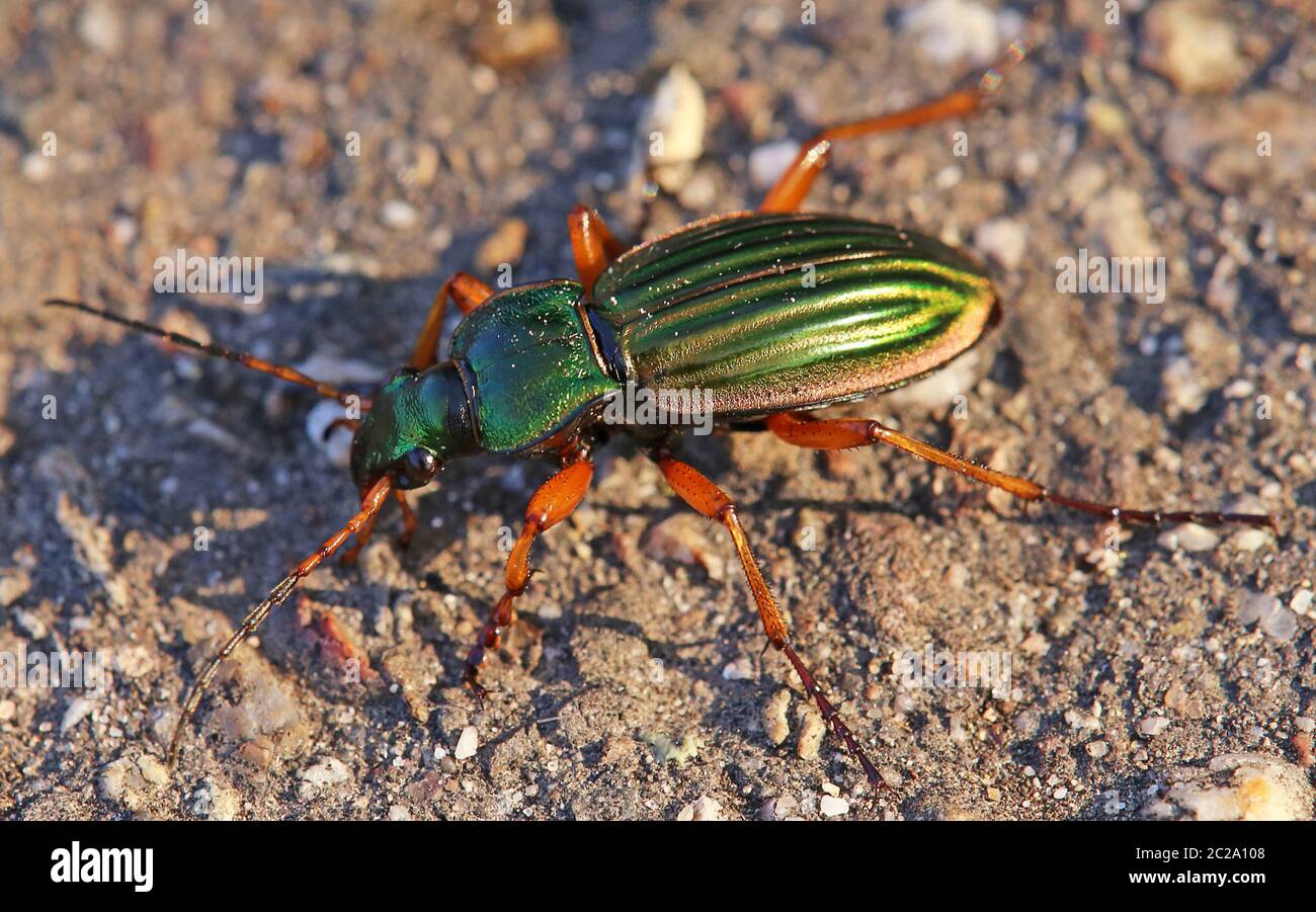 Oro-running Beetle o orafo Carabus auratus Foto Stock