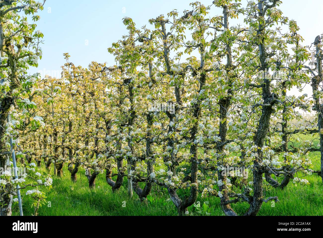 Francia, Loiret, Saint Pryve Saint Mesmin, vecchio frutteto di pere guidato in U in primavera // Francia, Loiret (45), Saint-Pryvé-Saint-Mesmin, verger de vieux poi Foto Stock