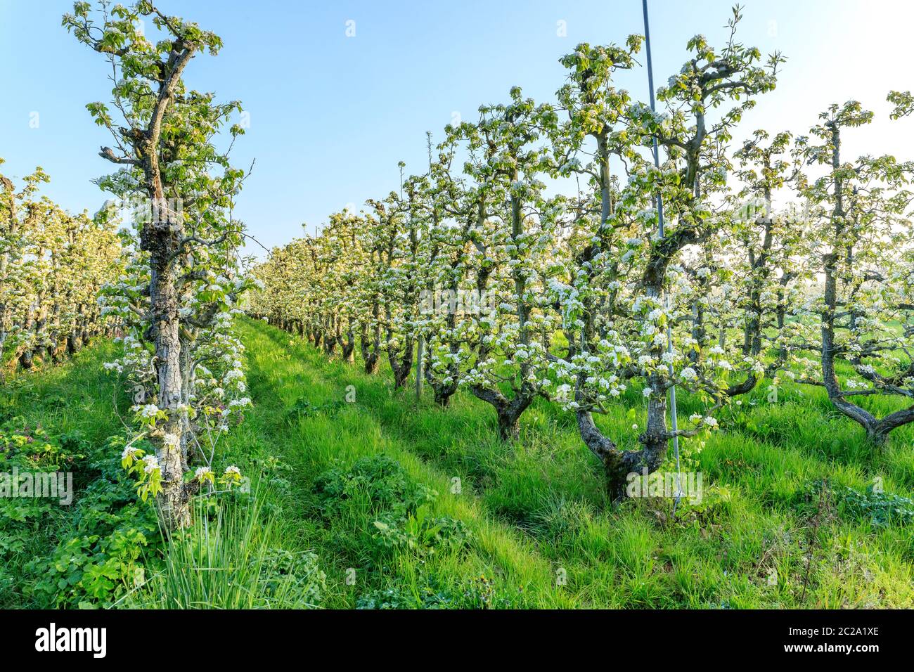 Francia, Loiret, Saint Pryve Saint Mesmin, vecchio frutteto di pere guidato in U in primavera // Francia, Loiret (45), Saint-Pryvé-Saint-Mesmin, verger de vieux poi Foto Stock
