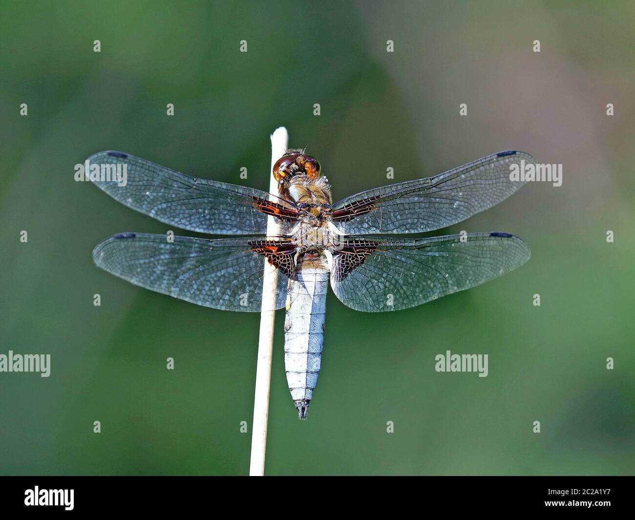 Maschio Broad corposed chaser dragonfly Libellula depressia arroccato su un bastone Baviera Germania Europa Foto Stock
