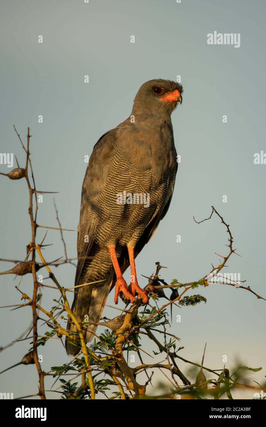 Oscuro canto-goshawk in luce dorata su cespuglio Foto Stock