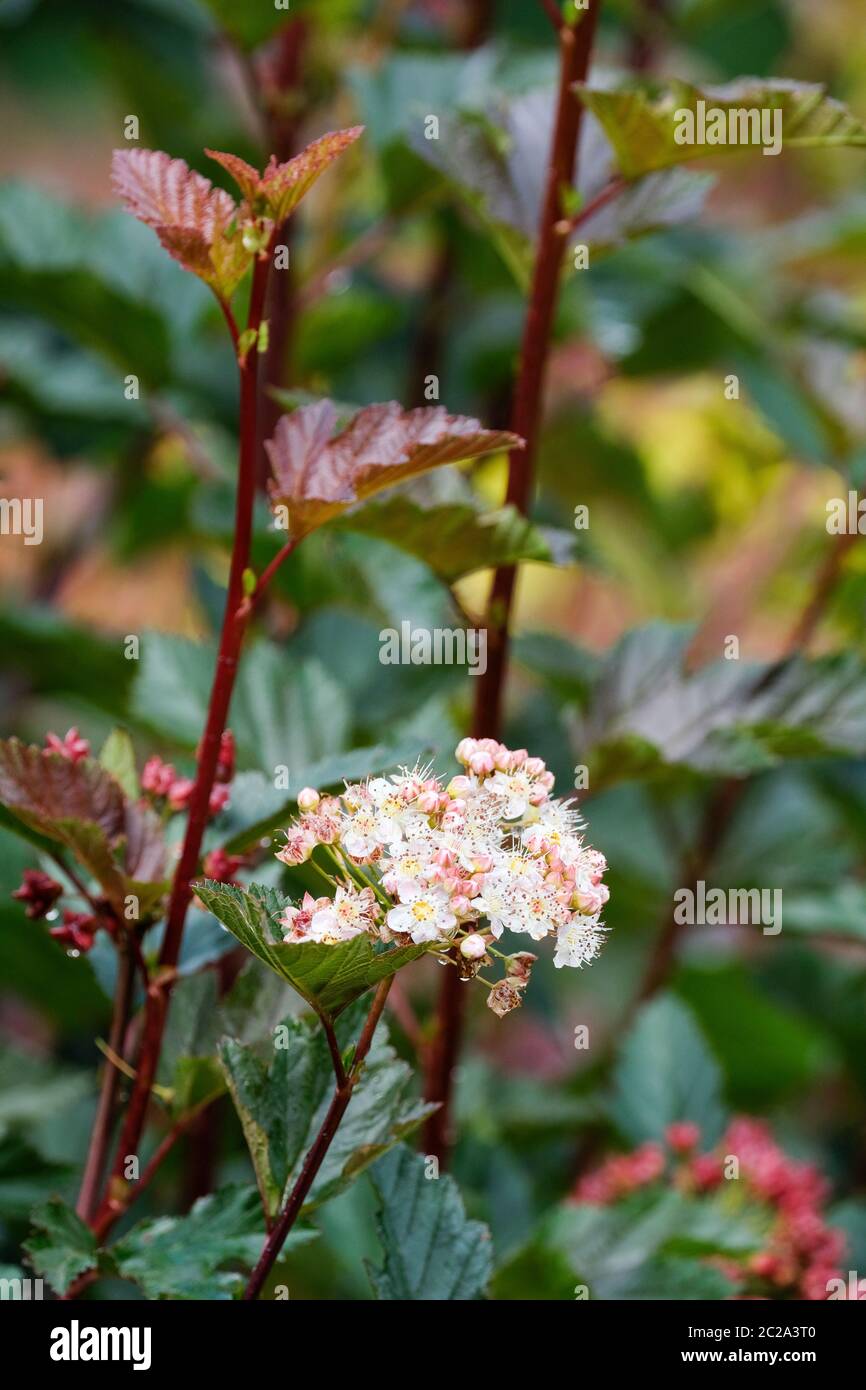 Physocarpus Opulifolius 'Summer Moon', Tuimon'. Ninebark comune, Ninebark orientale, Ninebark Atlantico, o semplicemente Ninebark 'Luna Mummer' Ninebark 'Tuimo Foto Stock