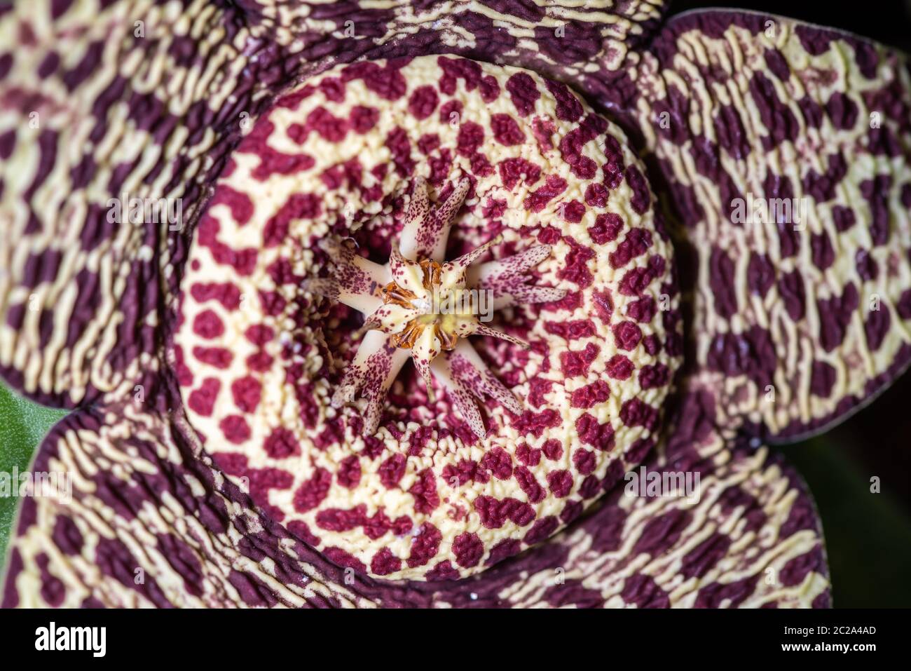 Primo piano del fiore della succulenza di Stapelia pulchello Foto Stock