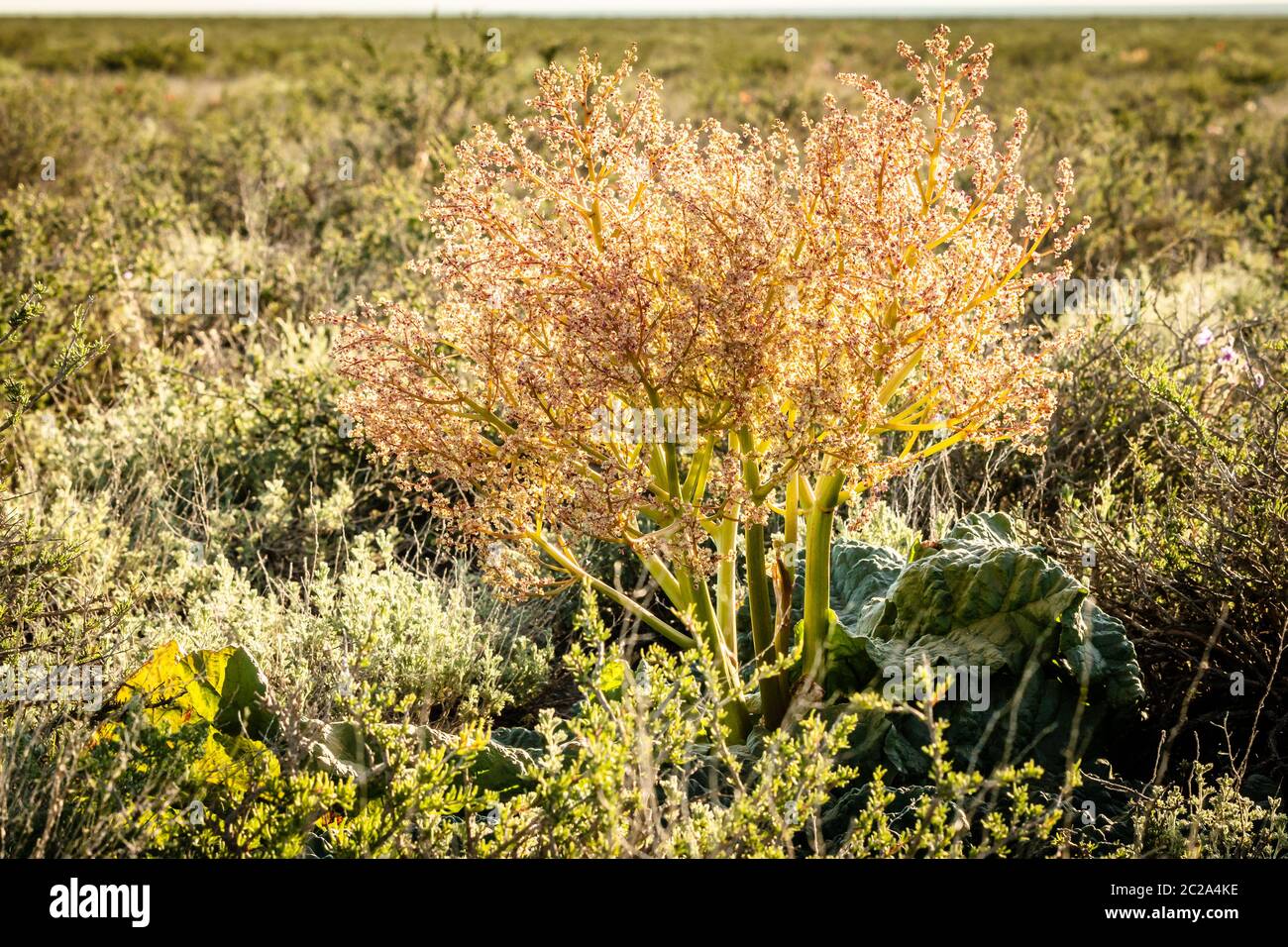 Il rabarbaro tataro è una pianta erbacea perenne. Distribuito nella regione di Volga e Kazakhstan.Tu Foto Stock
