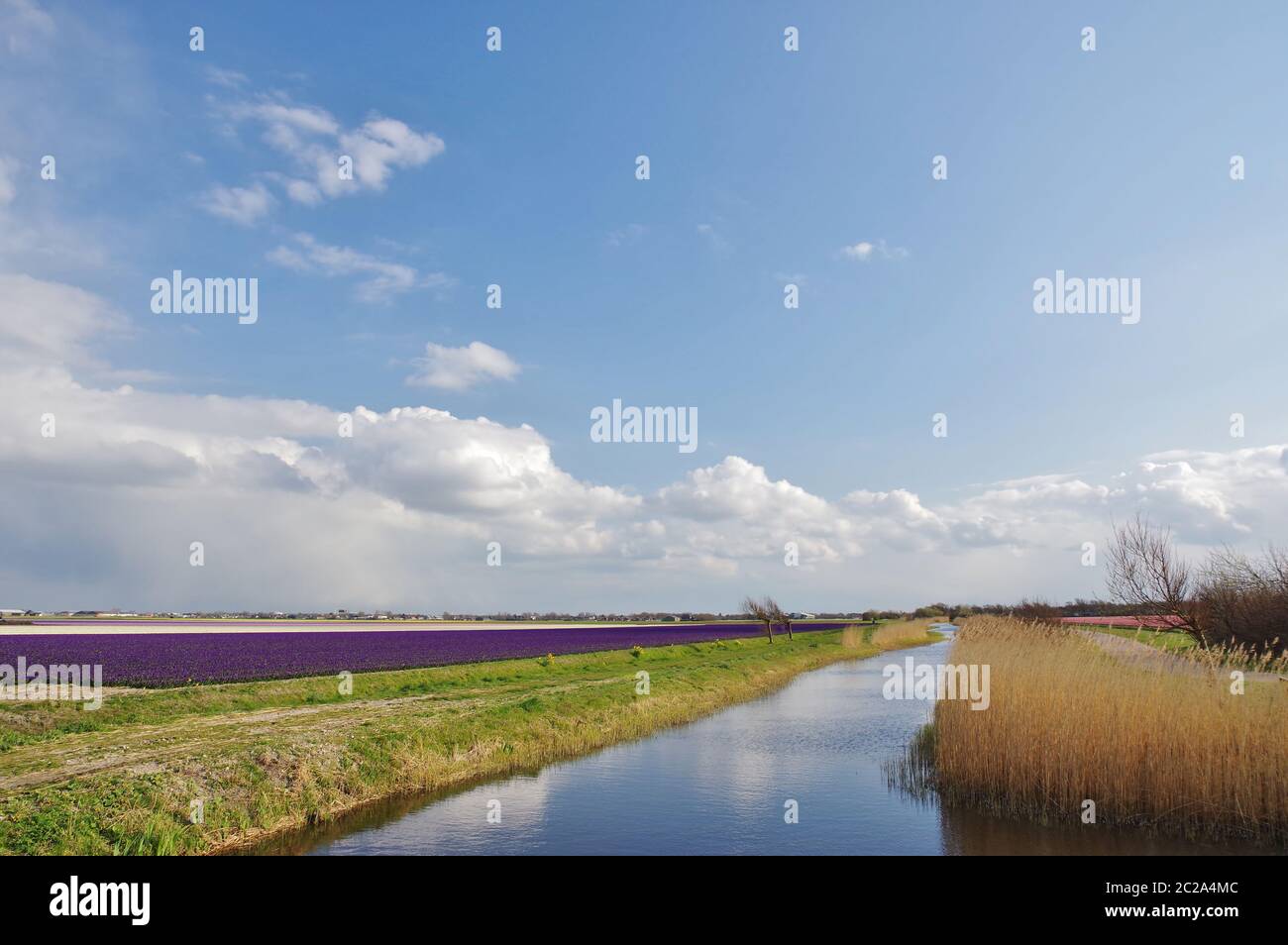 Paesaggio vicino Julianadorp nel mese di aprile, Distretto Den Helder, Provincia Nord Olanda, Paesi Bassi, Europa occidentale Foto Stock