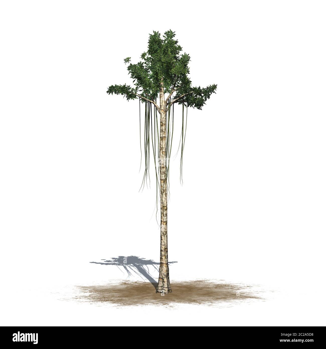 Un unico albero di agarwood su una zona di sabbia - isolato su sfondo bianco Foto Stock
