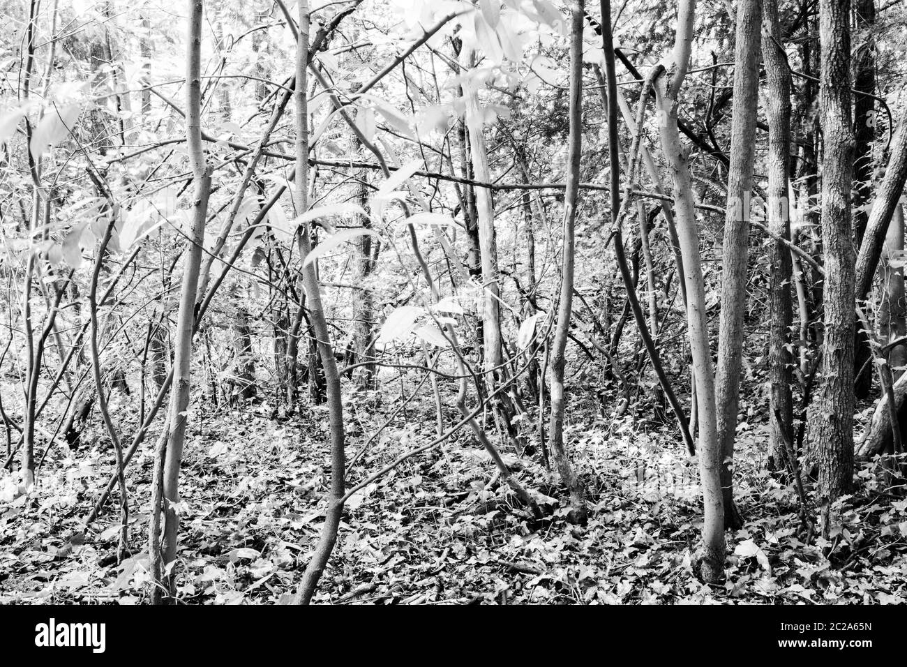 Tronchi di alberi stretti in un'area boscosa Foto Stock