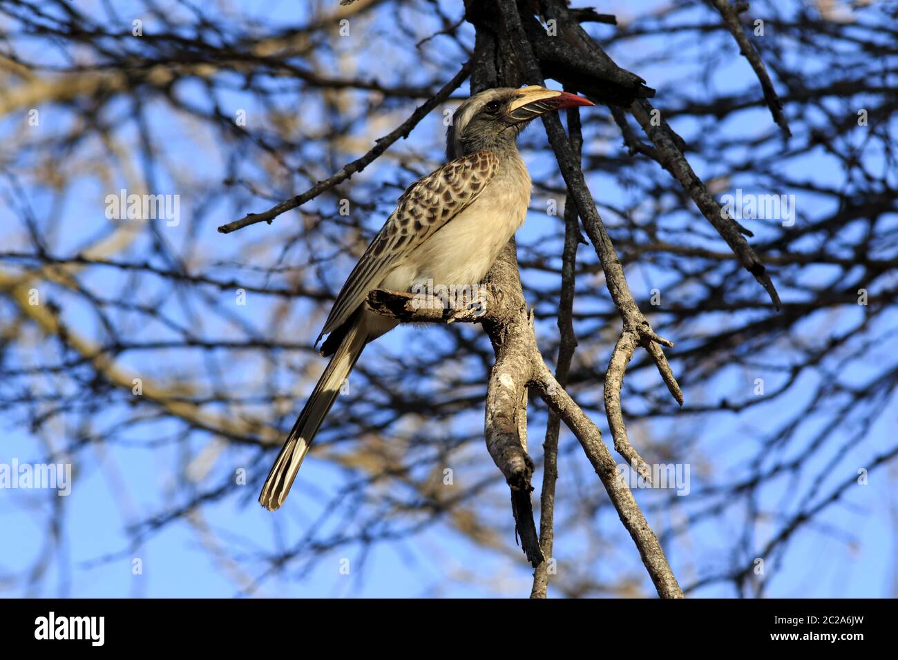 Becco grigio africano nel parco nazionale kruger Foto Stock