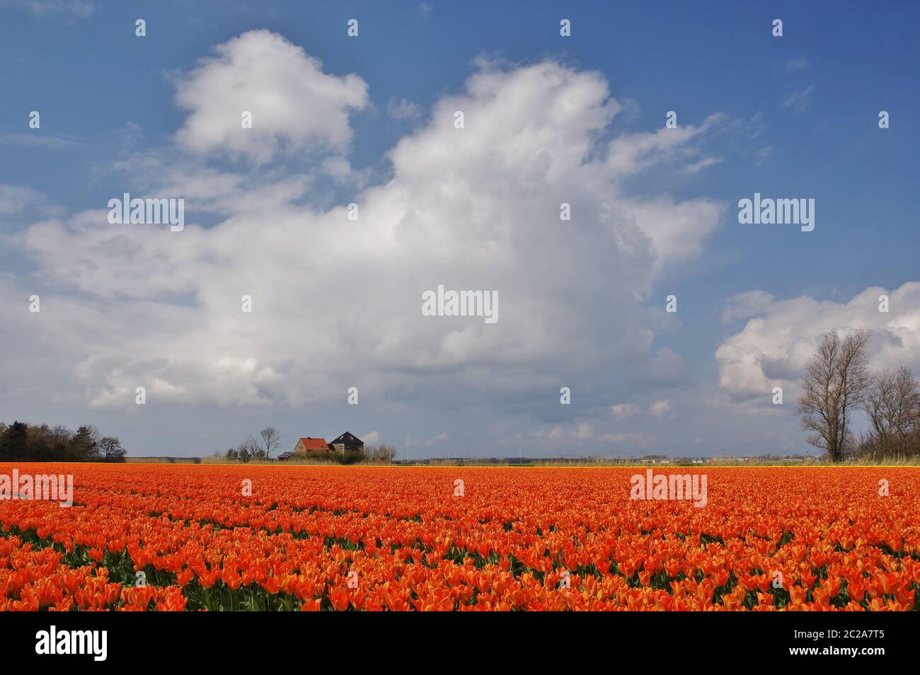 Campi di tulipani vicino a Julianadorp, distretto Den Helder, Provincia Nord Olanda, Paesi Bassi, Europa occidentale Foto Stock