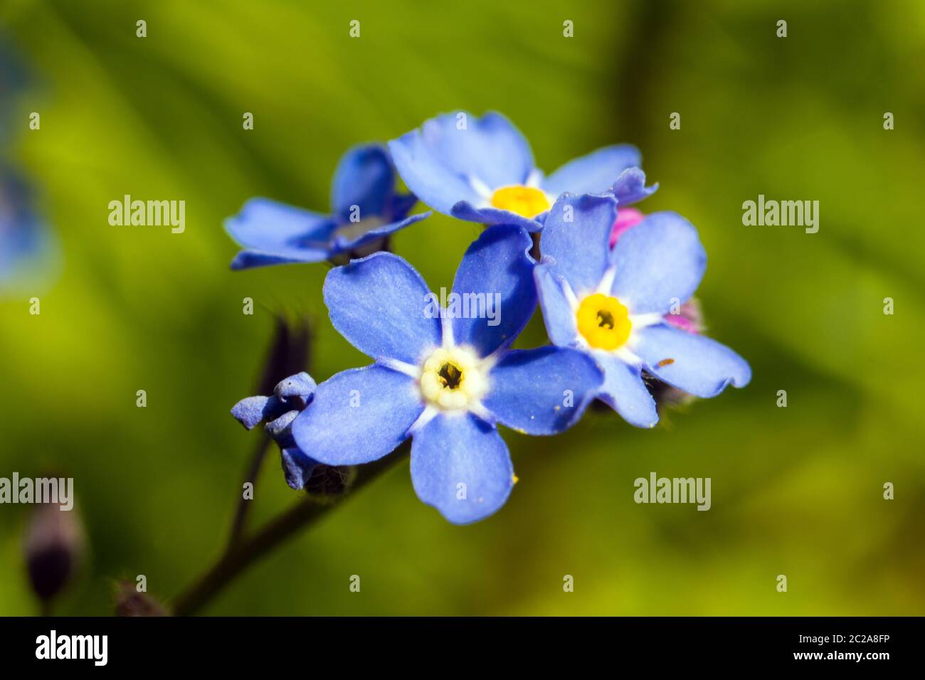 Forget-me-nots o scorpioni grasses, un piccolo fiore blu del genere myosotis, famiglia Boraginaceae Foto Stock