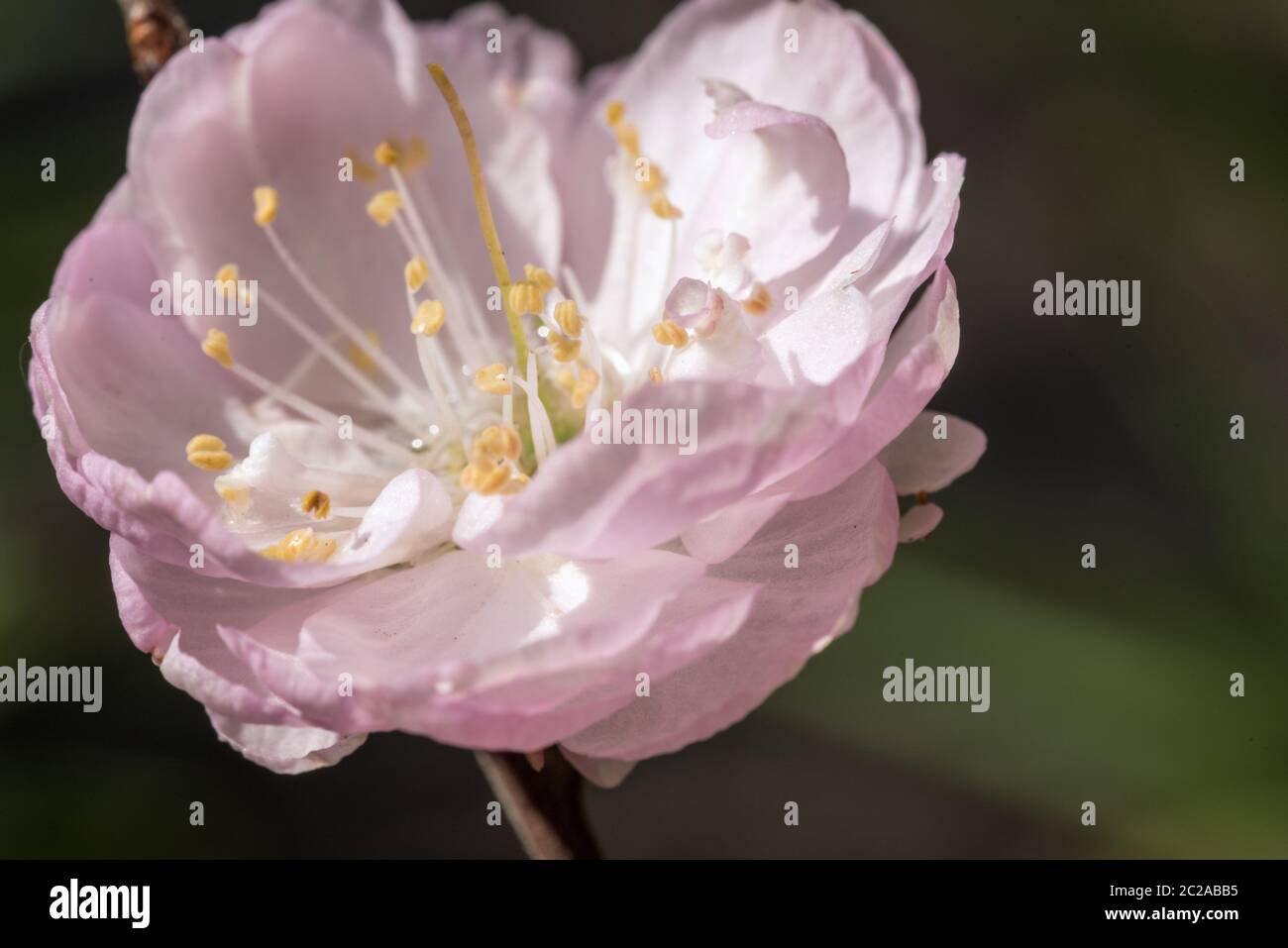 Albero di mandorla Foto Stock