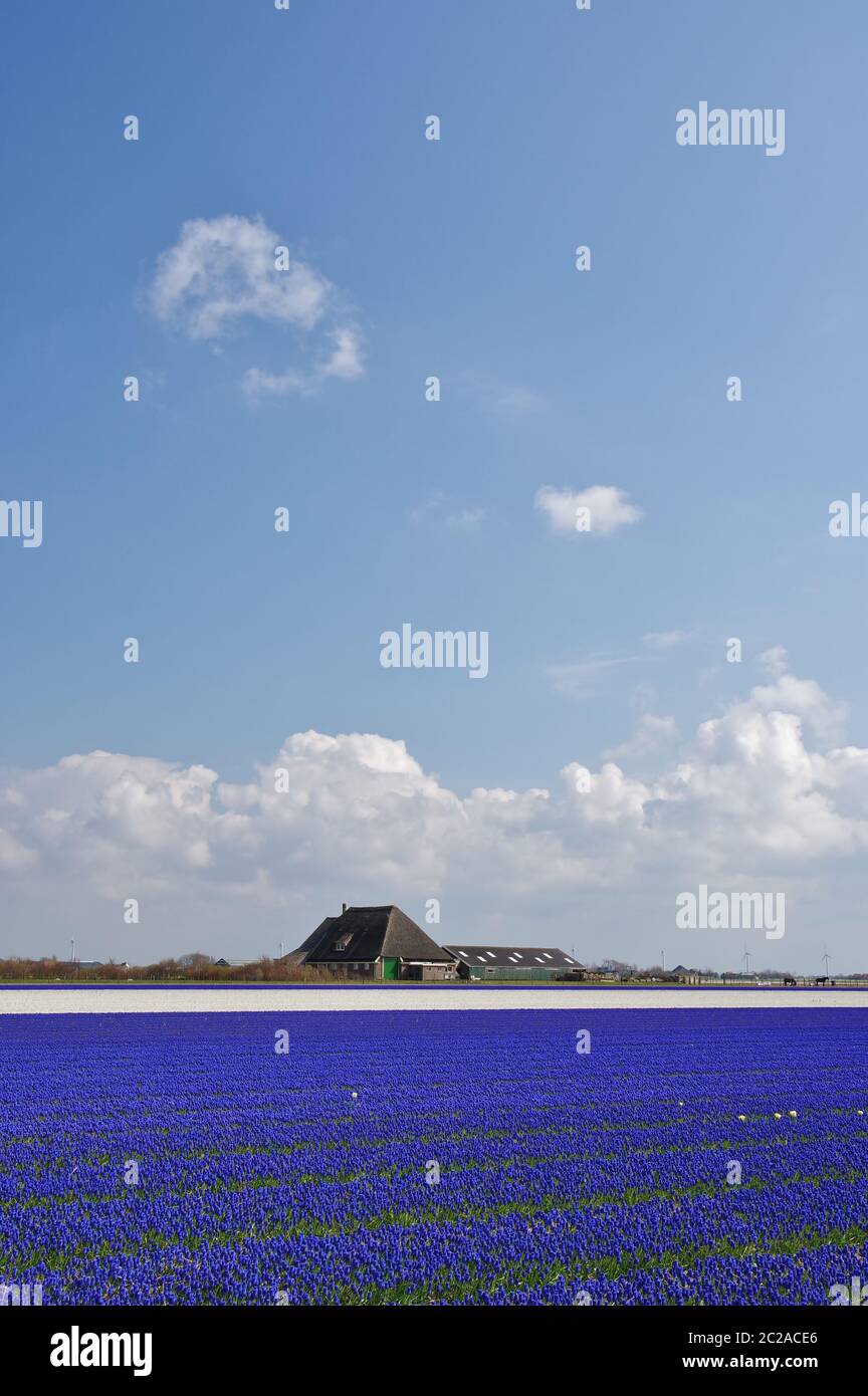 Giacinto di giacinto in aprile, vicino a Julianadorp, Provincia Nord Olanda, Paesi Bassi, Europa occidentale Foto Stock