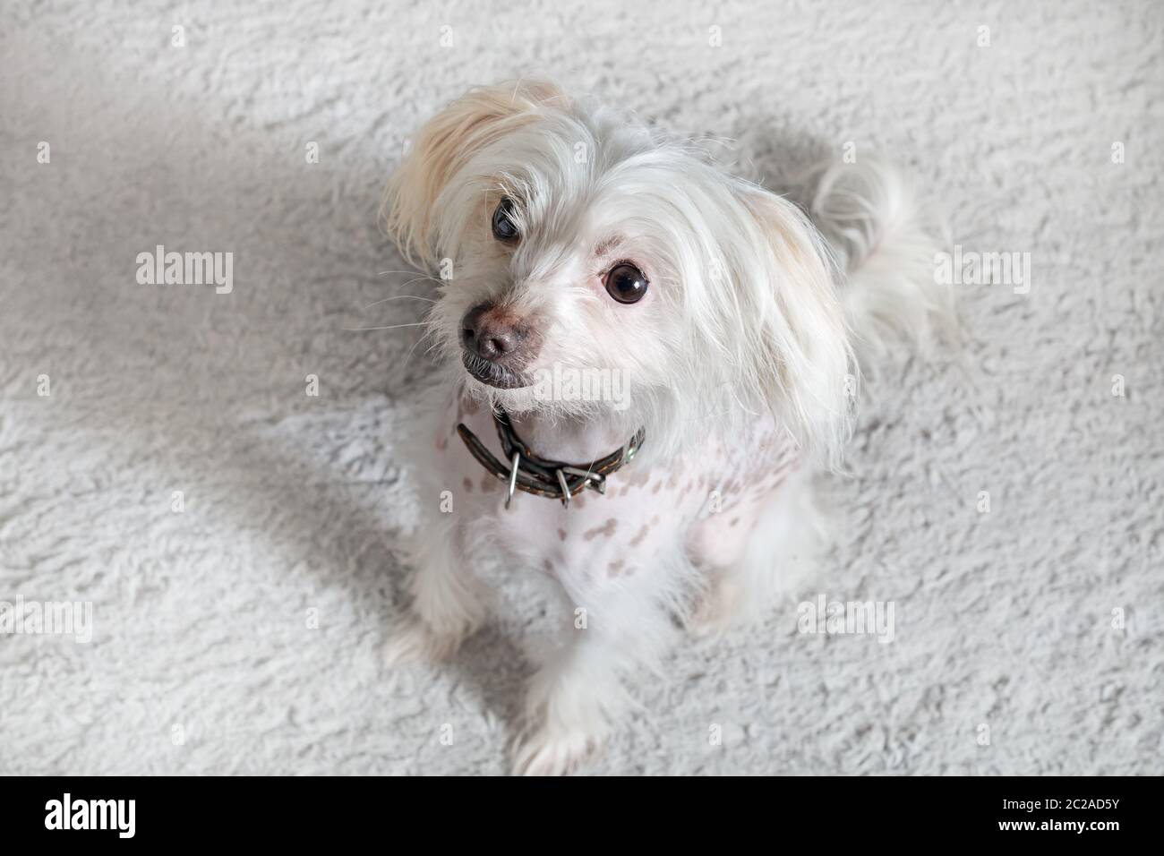 Il cinese crested cane femmina sulla seduta grigio chiaro morbido tappeto. Messa a fuoco selettiva. Foto Stock