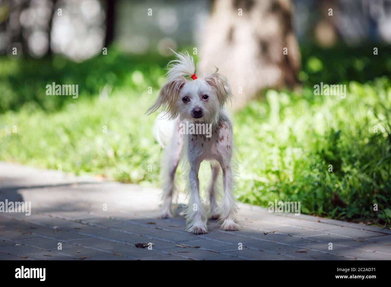 Il cinese crested cane femmina passeggiate all'aperto. Messa a fuoco selettiva. Foto Stock