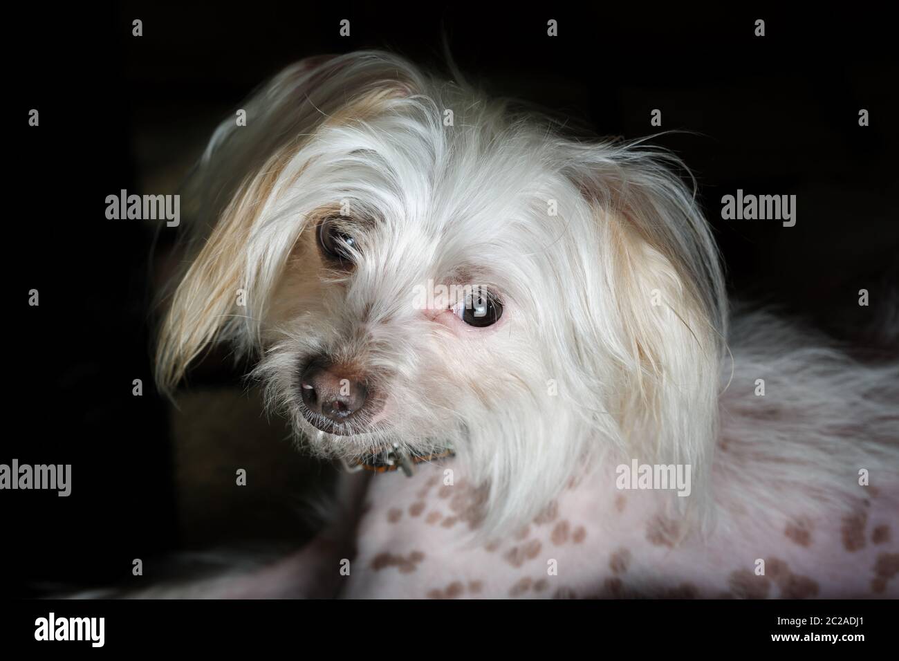 Ritratto di cinese crested cane femmina. Messa a fuoco selettiva. Foto Stock