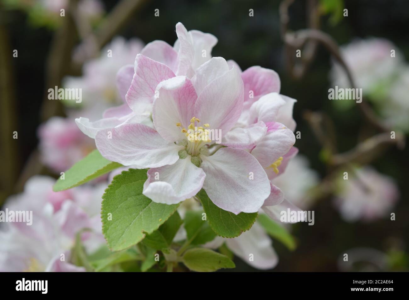 Fiore di mela in primo piano Foto Stock