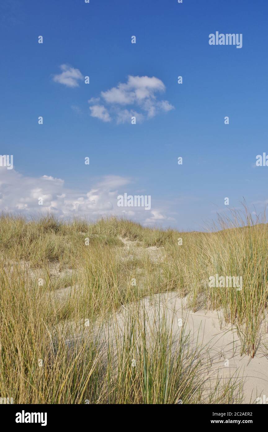 Nelle dune di Julianadorp aan Zee, Distretto Den Helder, Provincia Nord Olanda, Paesi Bassi, Europa Occidentale Foto Stock