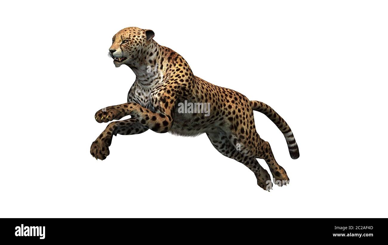 3D render digitale di un salto cheetah isolati su sfondo bianco Foto Stock