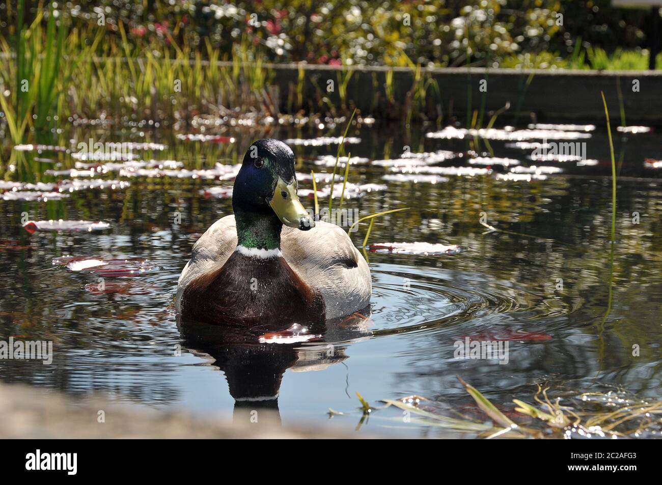 Duck nuoto in uno stagno Foto Stock