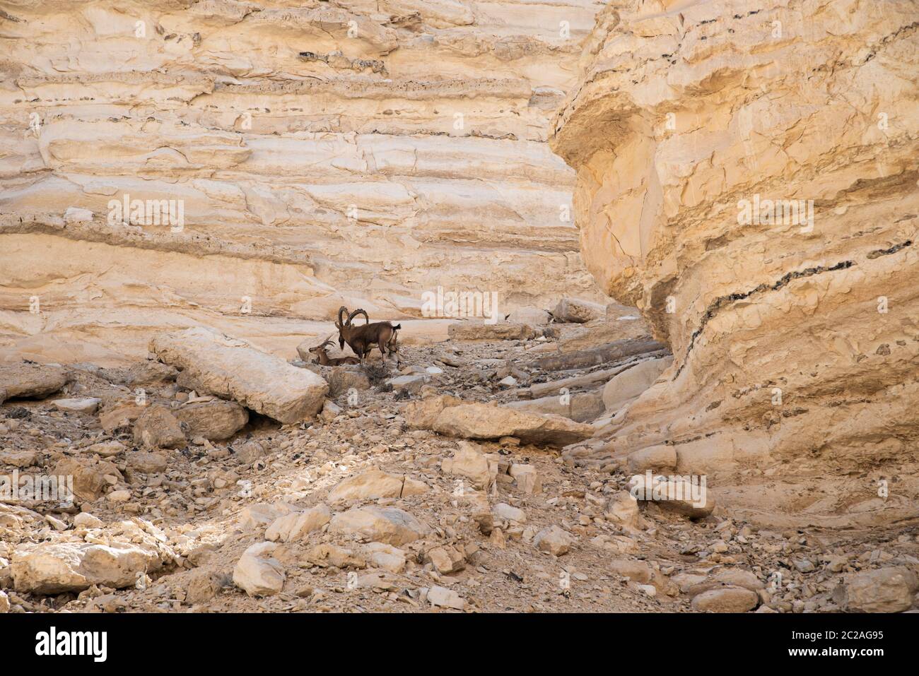 Israele Negev Desert Sede Boker. Vista fantastica della spaccatura di Nakhal Tsin. Splendide montagne con sabbia colorata. Vista dell'Ibex di Nubian a Sde Boker, il deserto di Negev, Israele meridionale. Foto Stock