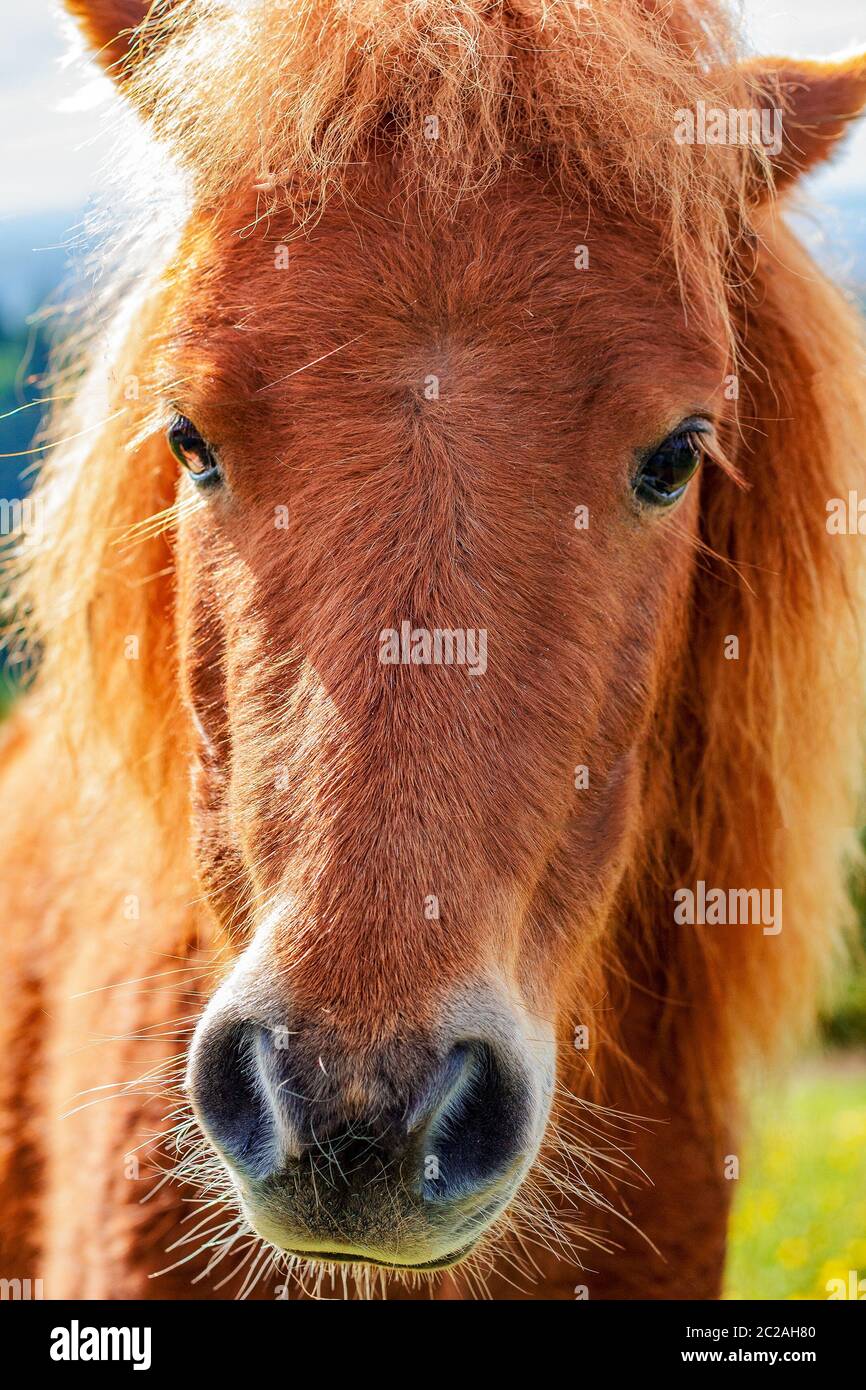 Un primo piano di una testa di cavalli (faccia di cavallo primo piano) Foto Stock