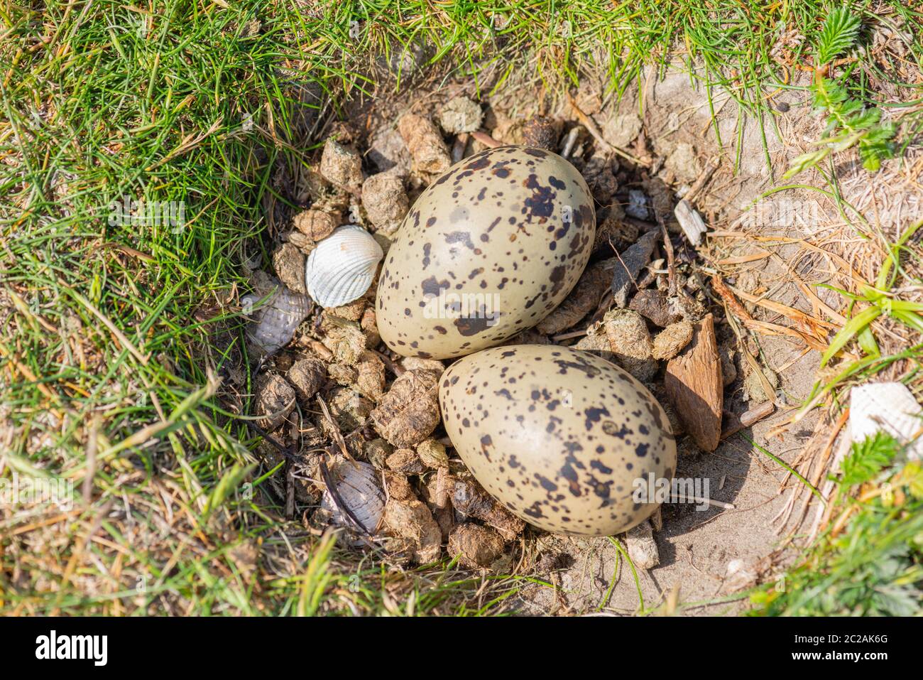 Bird´s eggIsola del Mare del Nord di Neuwerk nel Mare di Wadden, Stato federale di Amburgo, Patrimonio Mondiale dell'UNESCO, Germania del Nord, Europa Foto Stock