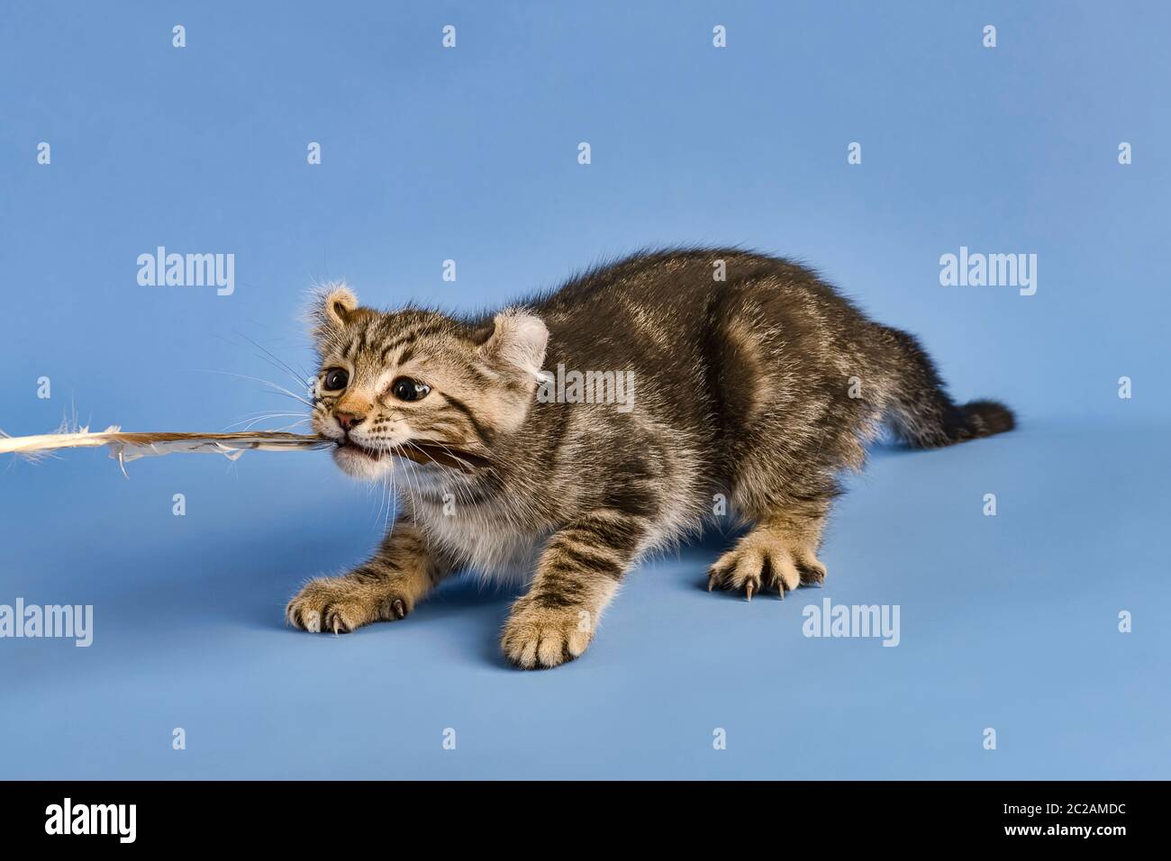 Rassekatze Curl americano (Felis silvestris catus), kämpft um Feder, black tabby blotted, Jungtier, 10 Wochen, blauer Hintergrund, Österreich Foto Stock