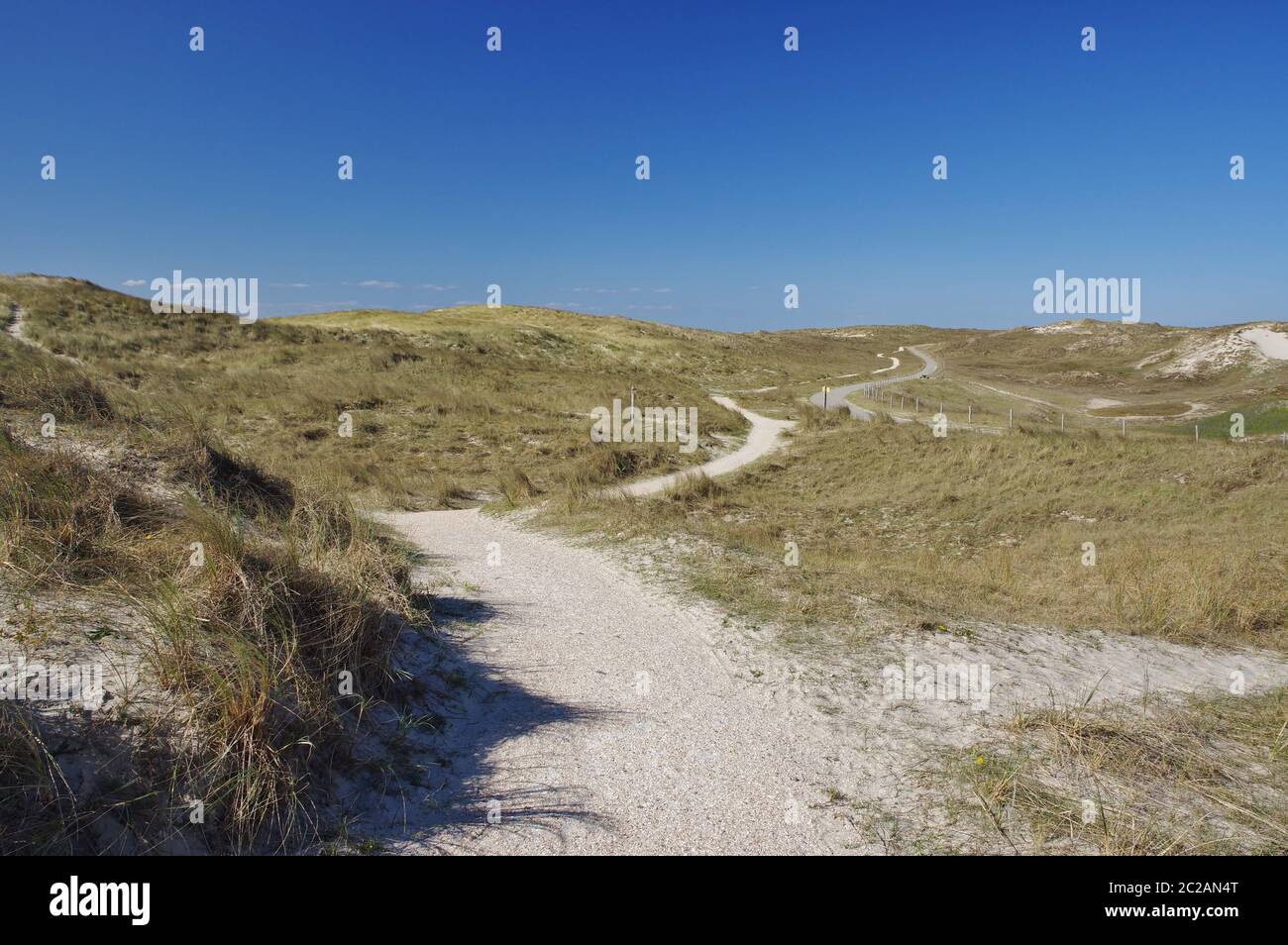 Nelle dune di Julianadorp aan Zee, Distretto Den Helder, Provincia Nord Olanda, Paesi Bassi, Europa Occidentale Foto Stock