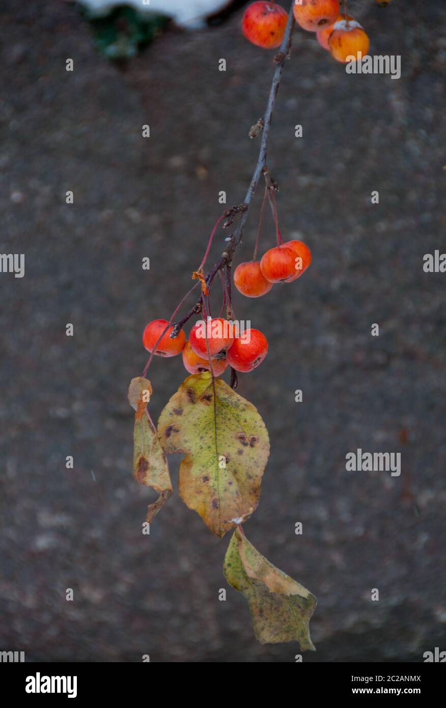 Red Berries in autunno Foto Stock