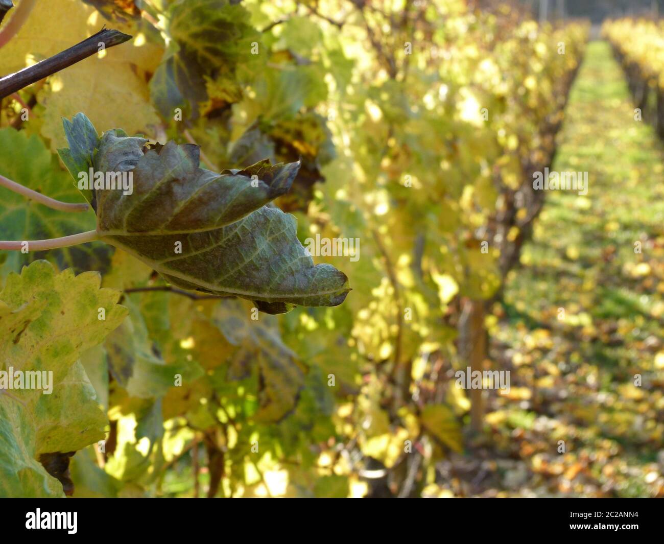 Foglie di vite in autunno in bella luce posteriore Foto Stock