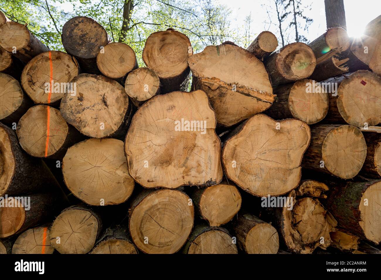 Taglia giù mucchi di alberi nella foresta, vista nel sole Foto Stock