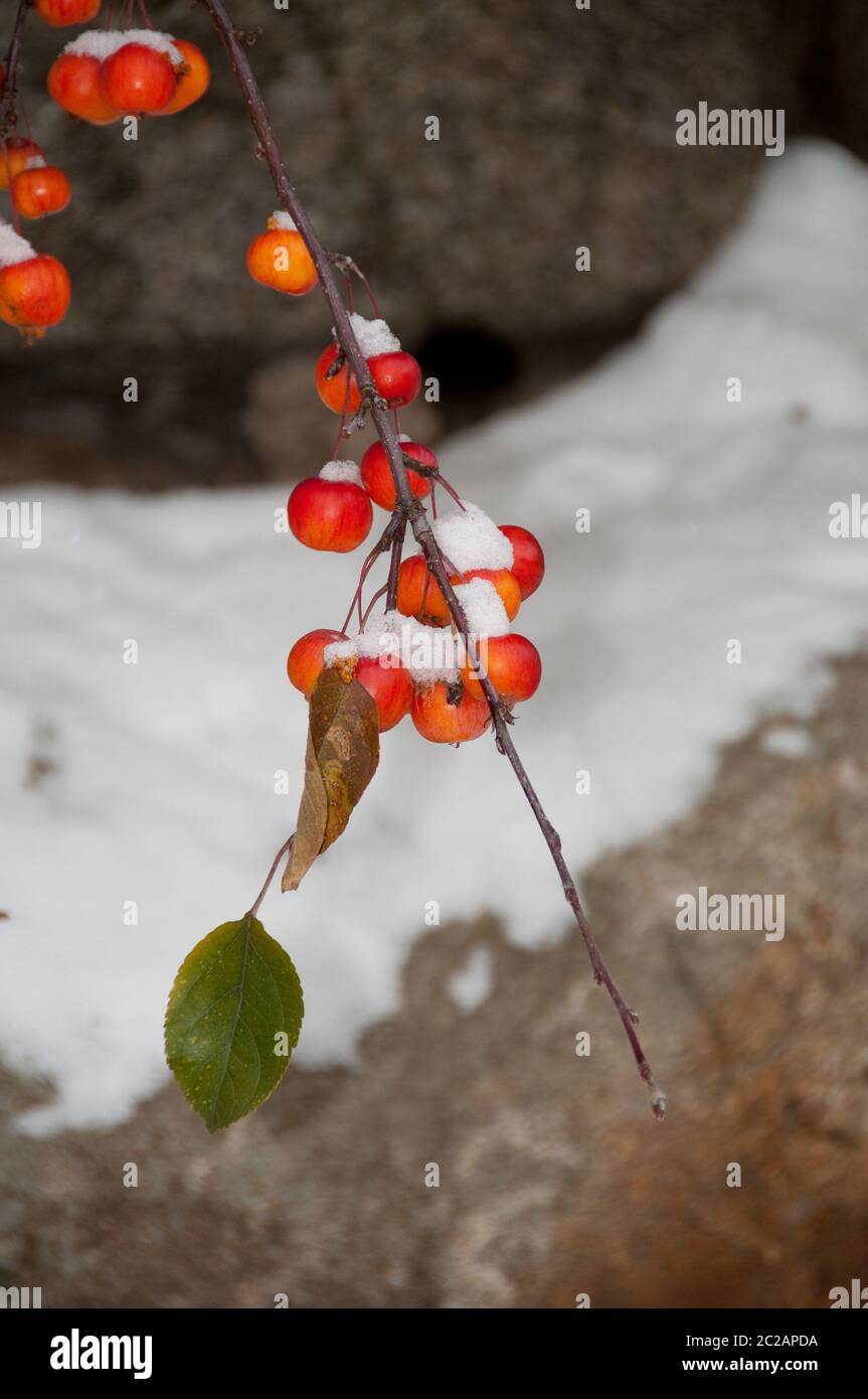 Berri rossi e neve Foto Stock