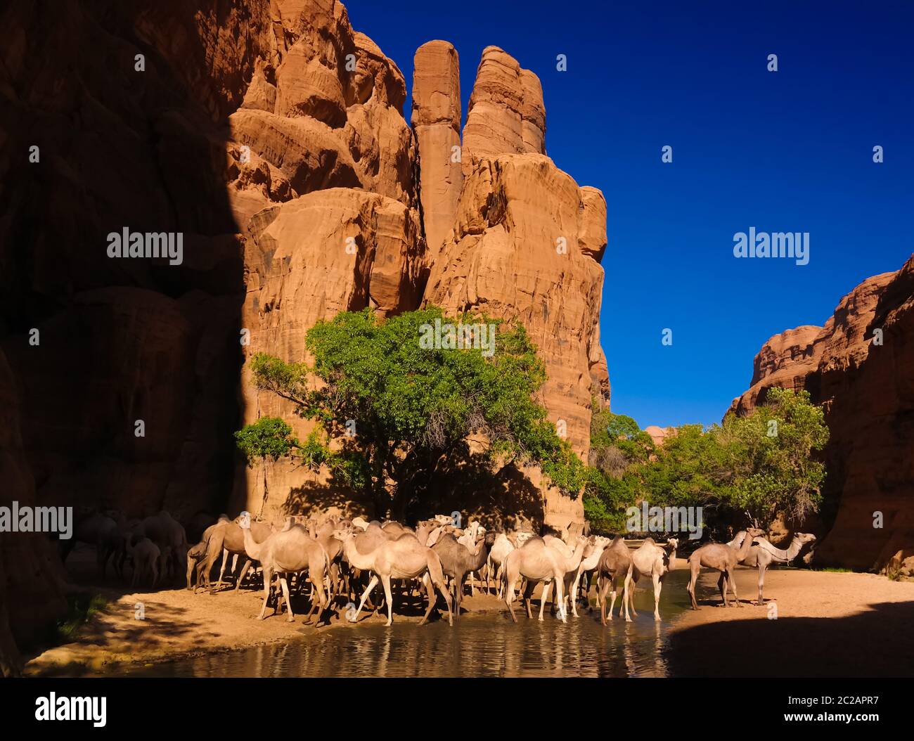 Ritratto di cammelli bevente in canyon aka guelta Bashikele, Ennedi orientale, Ciad Foto Stock