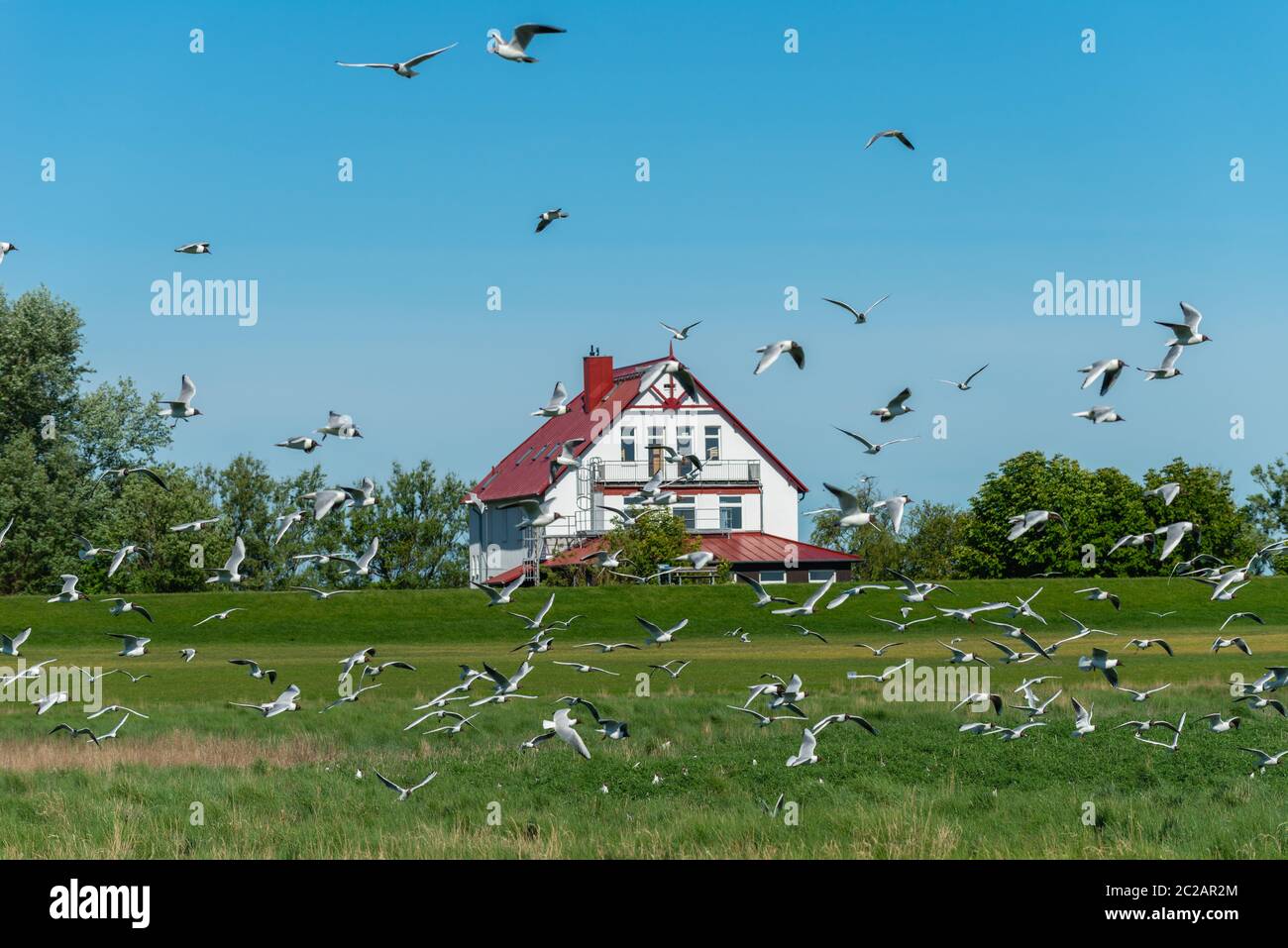 Le sterne sandwich (Sterna sandvicensis) nidificano nei prati salini dell'isola del Mare del Nord di Neuwerk, Federal Sate Hamburg, Germania, Patrimonio dell'Umanità dell'UNESCO Foto Stock
