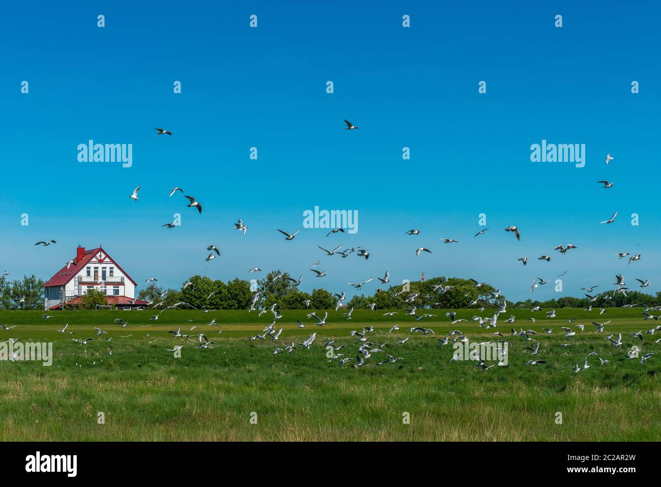 Le sterne sandwich (Sterna sandvicensis) nidificano nei prati salini dell'isola del Mare del Nord di Neuwerk, Federal Sate Hamburg, Germania, Patrimonio dell'Umanità dell'UNESCO Foto Stock