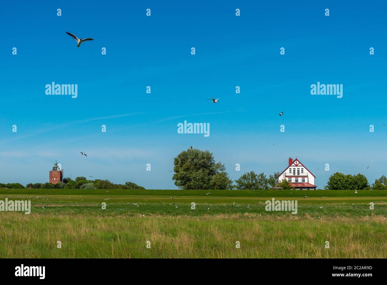 Le sterne sandwich (Sterna sandvicensis) nidificano nei prati salini dell'isola del Mare del Nord di Neuwerk, Federal Sate Hamburg, Germania, Patrimonio dell'Umanità dell'UNESCO Foto Stock