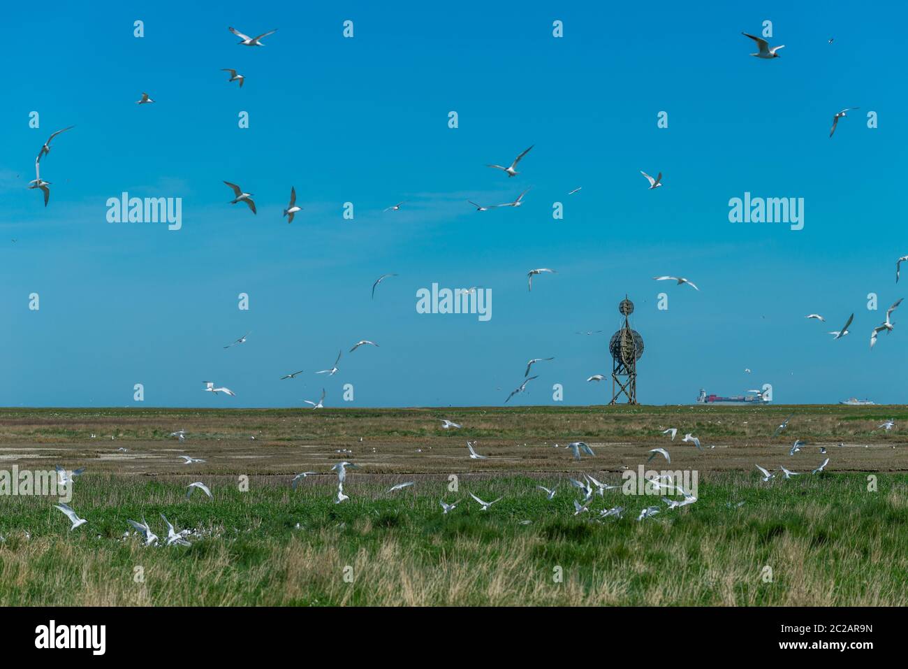 Le sterne sandwich (Sterna sandvicensis) nidificano nei prati salini dell'isola del Mare del Nord di Neuwerk, Federal Sate Hamburg, Germania, Patrimonio dell'Umanità dell'UNESCO Foto Stock