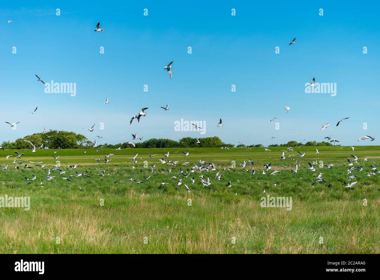 Le sterne sandwich (Sterna sandvicensis) nidificano nei prati salini dell'isola del Mare del Nord di Neuwerk, Federal Sate Hamburg, Germania, Patrimonio dell'Umanità dell'UNESCO Foto Stock